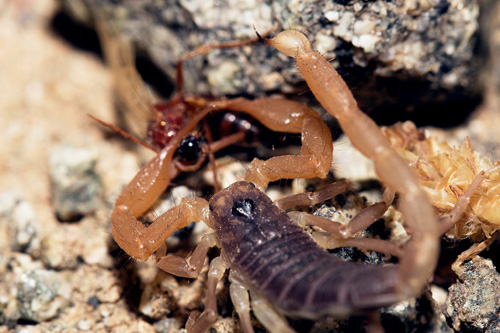Scorpion vs. Wasp
